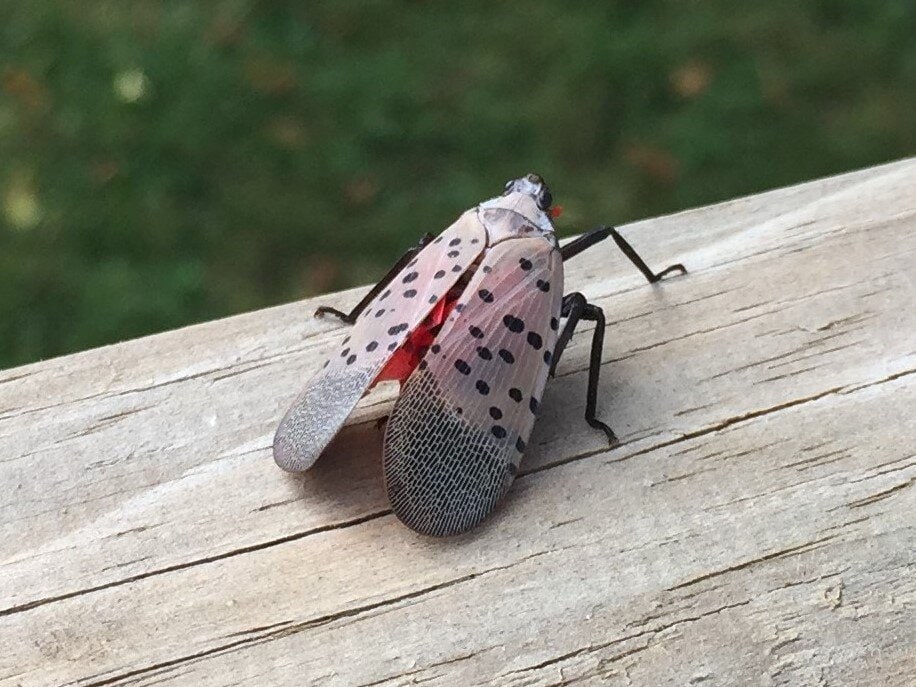 Spotted Lanternfly Net Harvest System (MAE 2250)